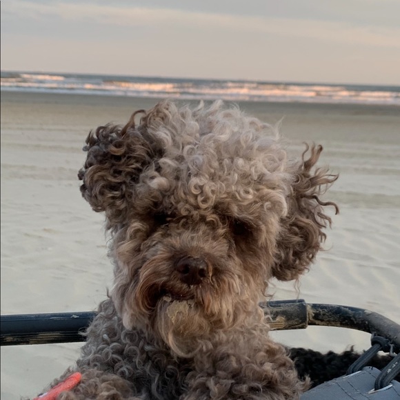 Meet your Posher, Daniel - Picture 1 of 1